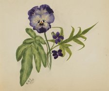 Untitled (Pansy), 1876. Creator: Mary Vaux Walcott.