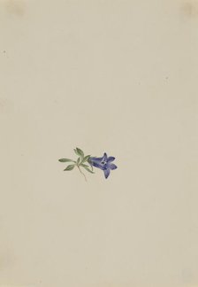 Alpine Harebell (Campanula lasiocarpa), n.d. Creator: Mary Vaux Walcott.