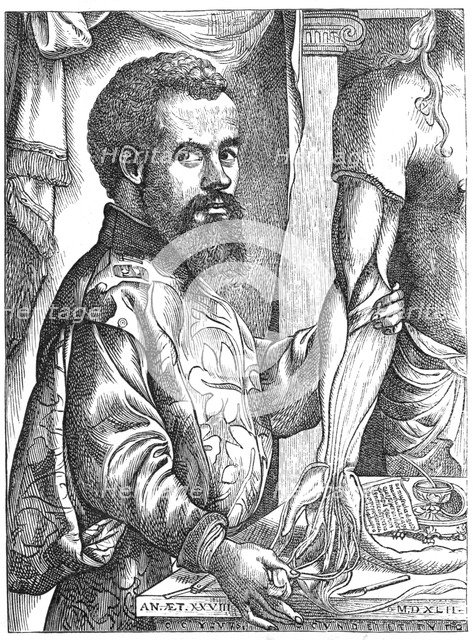 Andreas Vesalius, 16th century Flemish anatomist. Artist: Unknown