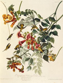 The ruby-throated hummingbird. From "The Birds of America", 1827-1838. Creator: Audubon, John James (1785-1851).