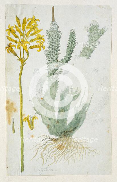 Tylecodon cacalioides (L.F.), 1777-1786. Creator: Robert Jacob Gordon.