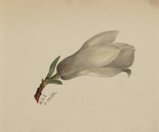 (Untitled--Flower Study), 1876. Creator: Mary Vaux Walcott.