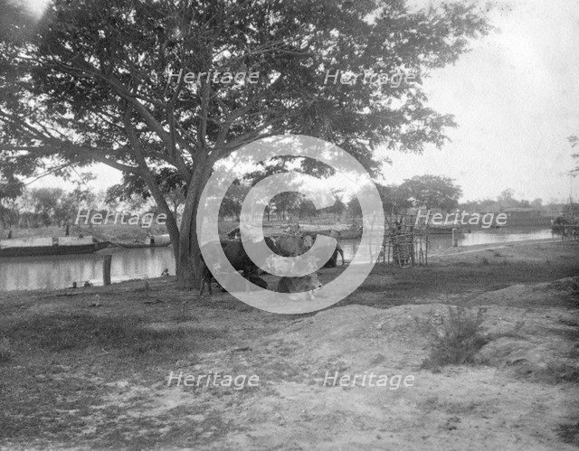 Cattle, Alipore, India, 1905-1906. Artist: FL Peters