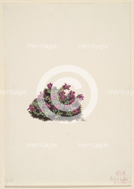 Purple Saxifrage (Saxifraga oppositifolia), 1924. Creator: Mary Vaux Walcott.
