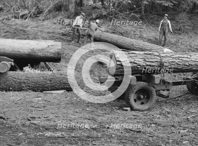 Members of Ola self-help sawmill co-op rolling white fir log..., Gem County, Idaho, 1939. Creator: Dorothea Lange.