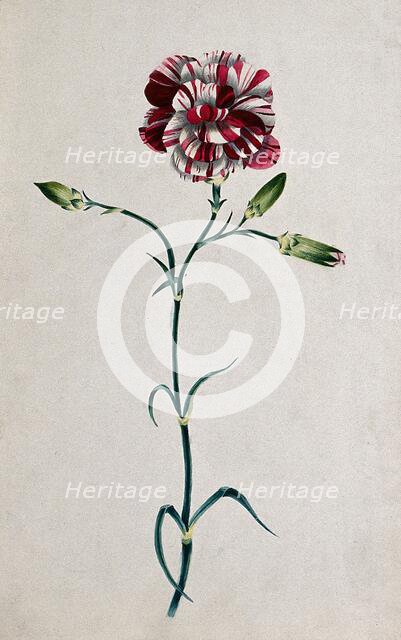 Striped red carnation (Dianthus species): flowering stem. Creator: Unknown.