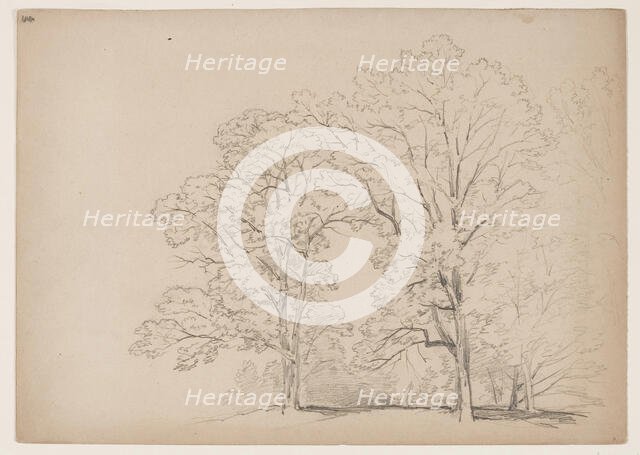 Grove of Trees, between 1831 and 1893. Creator: John William Casilear.