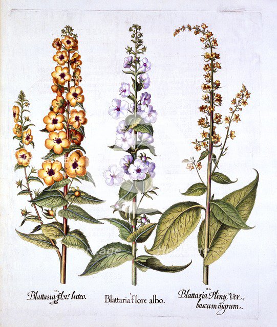 Mullein, genus Verbascum, from 'Hortus Eystettensis', by Basil Besler (1561-1629), pub. 1613 (hand-c