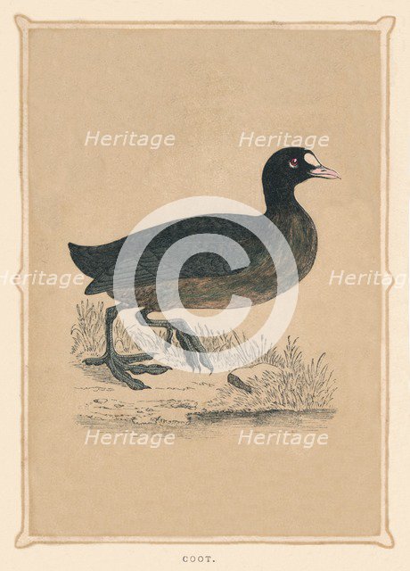 'Coot', (Fulica), c1850, (1856). Artist: Unknown.