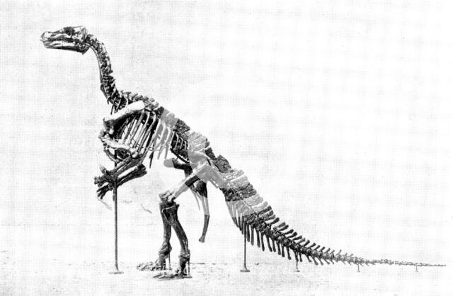 The Iguanodon Skeleton, the original of which is in the Royal Museum at Brussels..., 1895. Creator: Unknown.