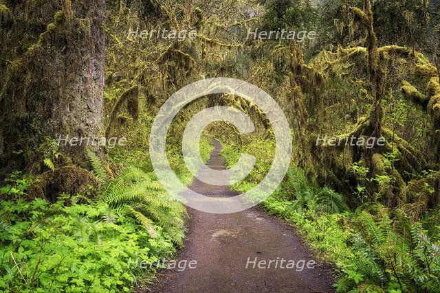 Path of Solitude. Creator: Joshua Johnston.