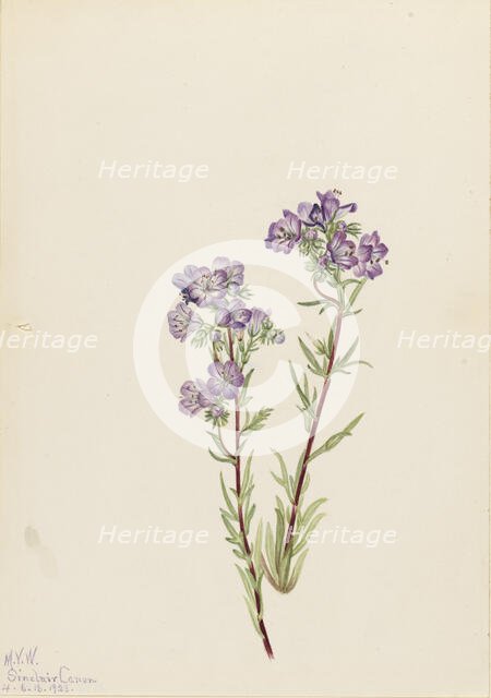 Sand Phacelia (Phacelia linearis), 1923. Creator: Mary Vaux Walcott.