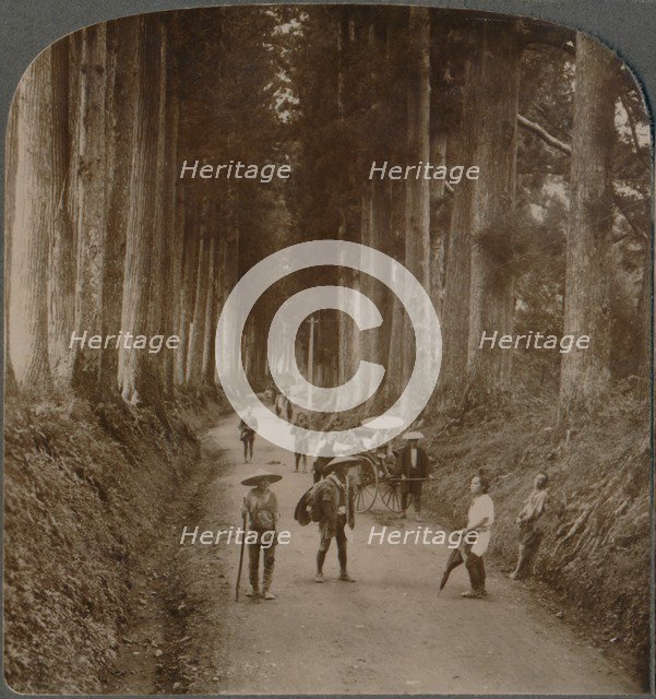 The groves were God's first temples - avenue of Cryptomeria, Nikko, Japan', 1904. Artist: Unknown.