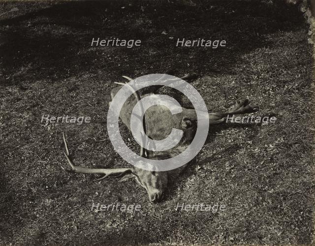 The Royal Stag, c. 1870. Creator: James Valentine (British, 1815-1880).