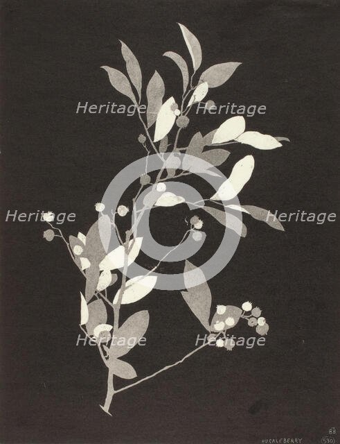 Huckleberry, 1924. Creator: Bolton Coit Brown.