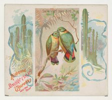 Swintern's Love-bird, from Birds of the Tropics series (N38) for Allen & Ginter Cigarettes..., 1889. Creator: Allen & Ginter.