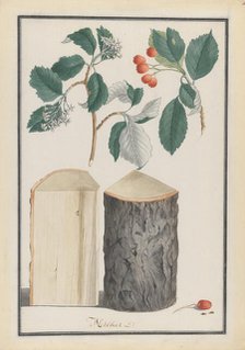 Studies of the leaves, blossoms, fruits and trunk of a whitebeam (Sorbus subgenus Aria), 1788. Creator: Ludwig Pfleger.