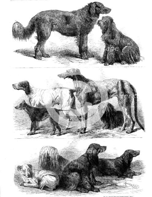 Prize dogs at the recent show, Birmingham, 1862. Creator: Harrison Weir.