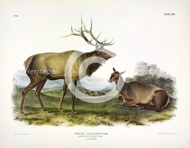 American Elk, Cervus Canadensis, 1845.