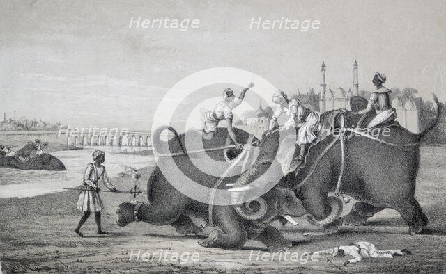 Elephants fighting, India, 1850. Creator: Unknown.