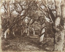 A Peep in Leigh Woods, 1853-56. Creator: James Knight.