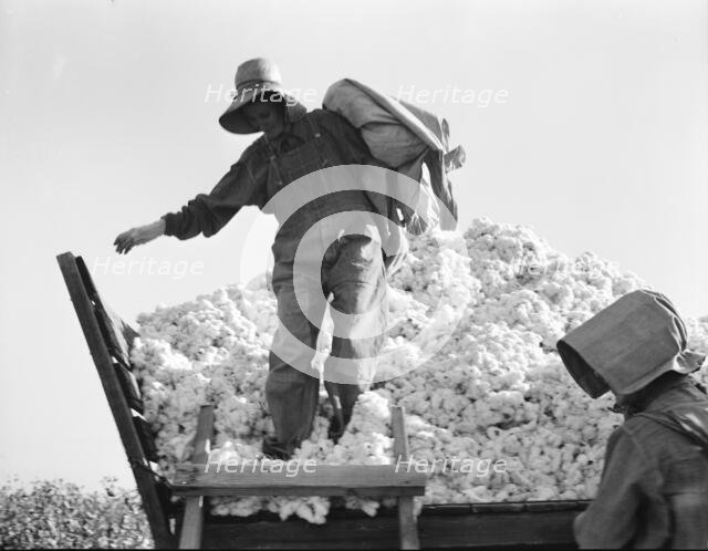 Cotton picker, San Joaquin Valley, California, 1936. Creator: Dorothea Lange.