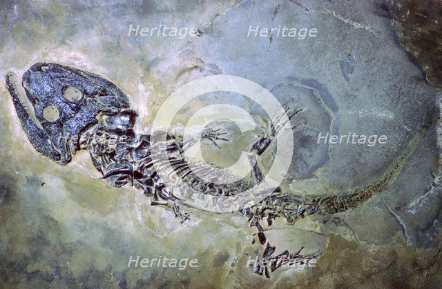 Fossil of an amphibian. Artist: Unknown