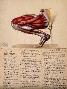 Muscles of the leg and foot: medial side view, with knee bent and foot flexed, 1800-1899. Creator: Unknown.