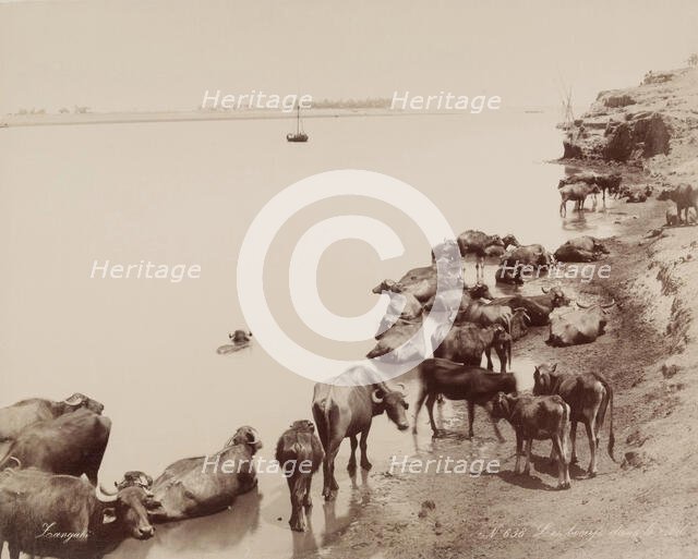 Water Buffalo in the Nile, 19th century. Creator: Zangaki.
