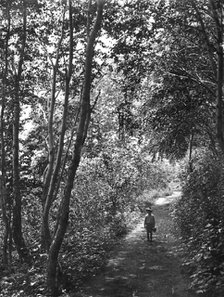 Road in the forest, 1910-1929. Creator: Ivan Emelianovich Larin.