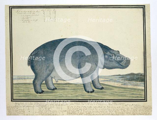 Hippopotamus amphibius capensis (Hippopotamus), c.1777. Creator: Robert Jacob Gordon.