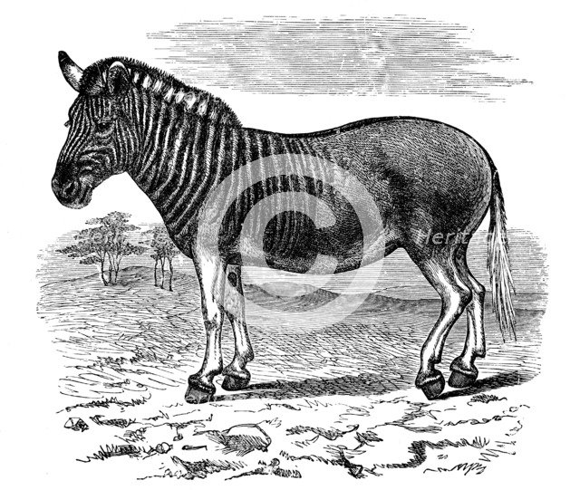 Engraving of a Quagga, 1893. Artist: Unknown