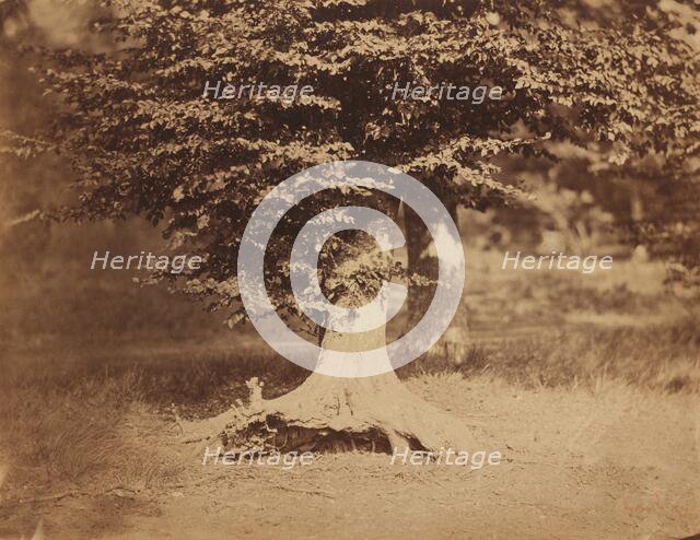 Beech Tree, Forest of Fontainebleau, c. 1856. Creator: Gustave Le Gray.