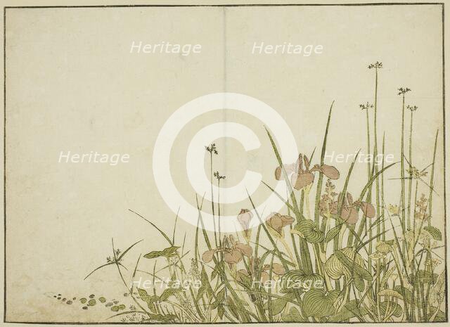Summer Flowers: Irises and Water Plantains, from the book "Mirror of Beautiful Women..., 1776. Creator: Shunsho.