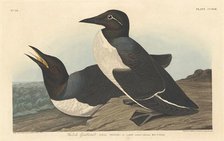 Foolish Guillemot, 1834. Creator: Robert Havell.