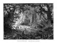 Rainforest in British Honduras, 19th century. Artist: Edouard Riou