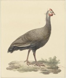 Helmeted guineafowl, 1759-1842. Creator: Pieter Bartholomeusz. Barbiers.