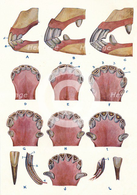Teeth of a horse as an indication of age, c1905 (c1910). Artist: Unknown.