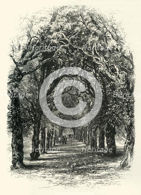 'The Lime Walk, Trinity', c1870.