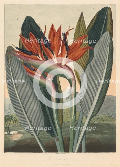 The Temple of Flora; or Garden of Nature: The Queen Flower, 1812. Creator: Philip Reinagle (British, 1749-1833); Dr. Thornton Jany. 1, 1812.