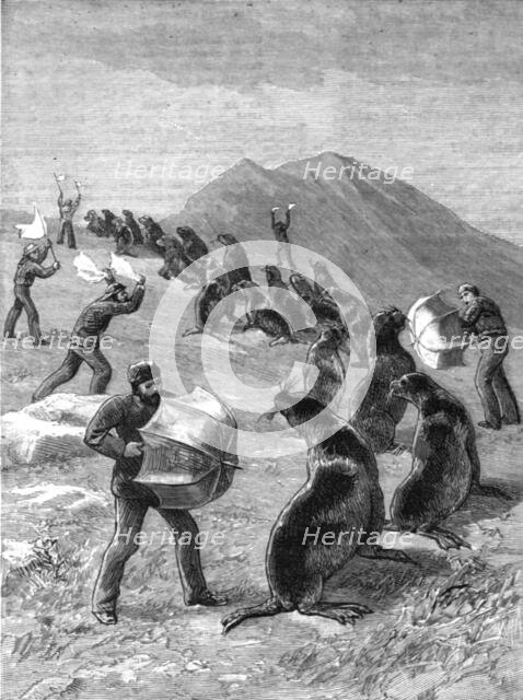 ''The American Fisheries Question; Driving Seals to the Killing Place, Behring's Straits', 1890. Creator: H.W Elliot.