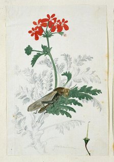 Pelargonium fulgidum L'Hérit, with a Gryllida (cricket), 1777-1786. Creator: Robert Jacob Gordon.