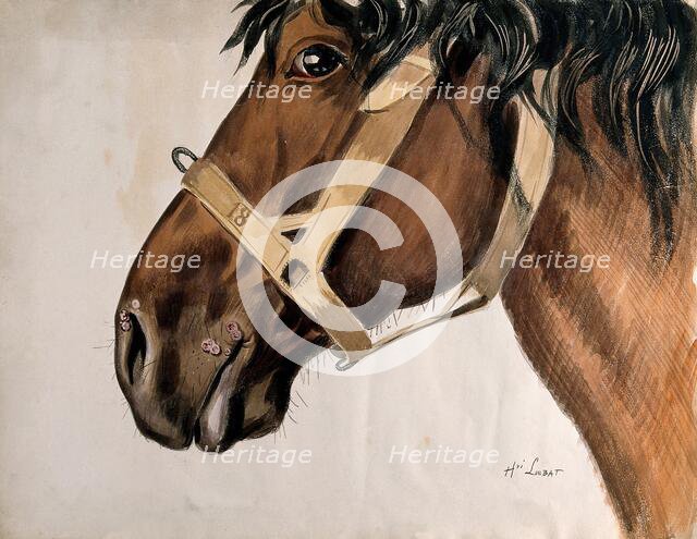 Head of a horse in profile, with raised sores near his nostrils and his mouth, c1880-1920. Creator: Henri Loubat.