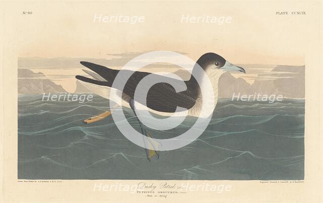 Dusky Petrel, 1836. Creator: Robert Havell.