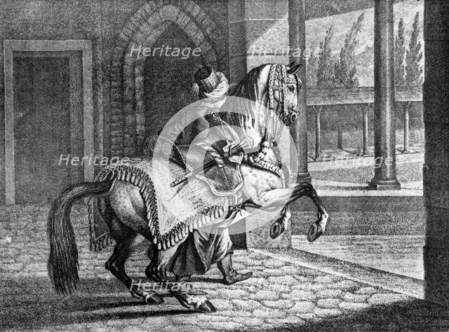 Turkish Sultan's Arabian saddle horse, 1722, (1938). Artist: Unknown