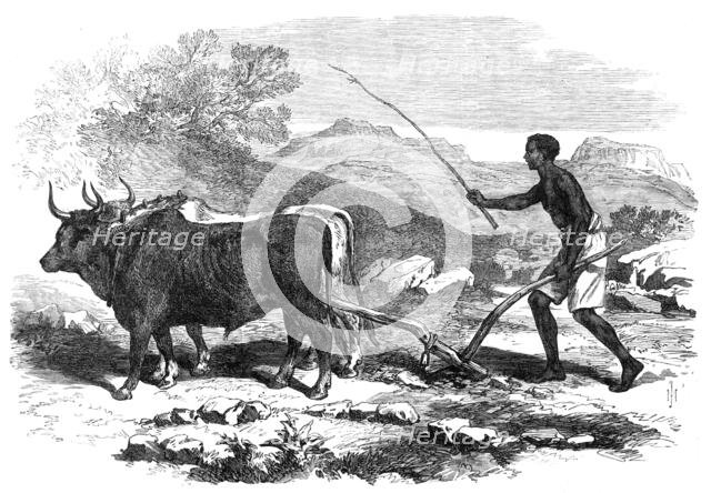 The Abyssinian Expedition: a native ploughing in the province of Tigre, 1868. Creator: Unknown.