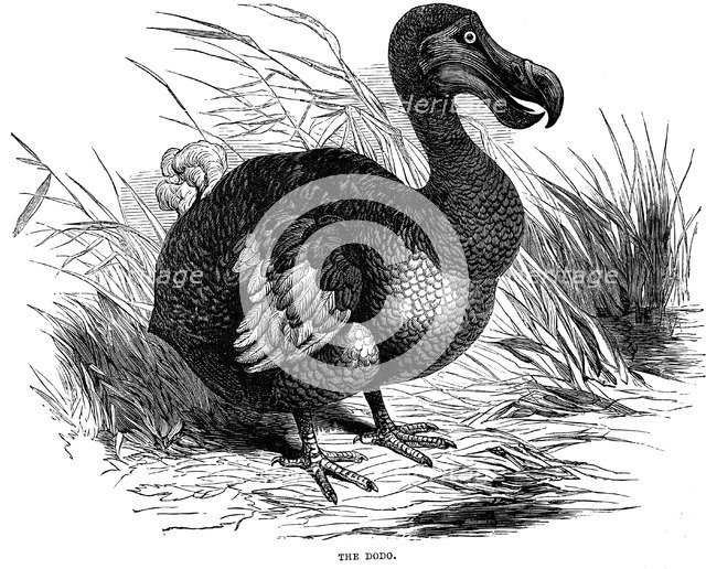 Dodo, 1884. Artist: Unknown