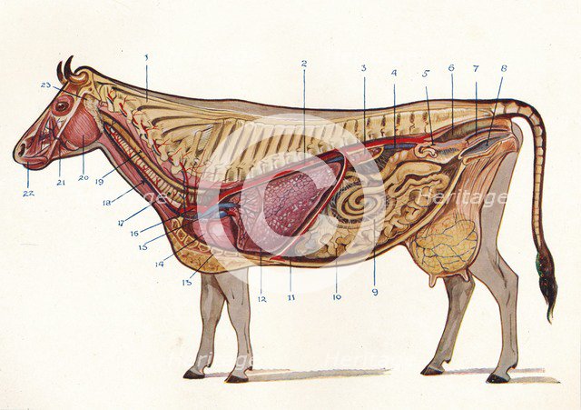 Median section of a cow, showing organs of circulation and respiration, etc, c1905 (c1910). Artist: Unknown.