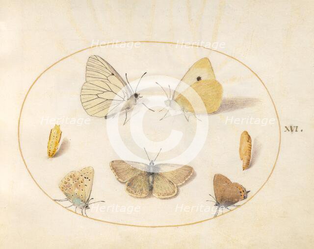 Plate 16: Five Butterflies and Two Chrysalides, c. 1575/1580. Creator: Joris Hoefnagel.