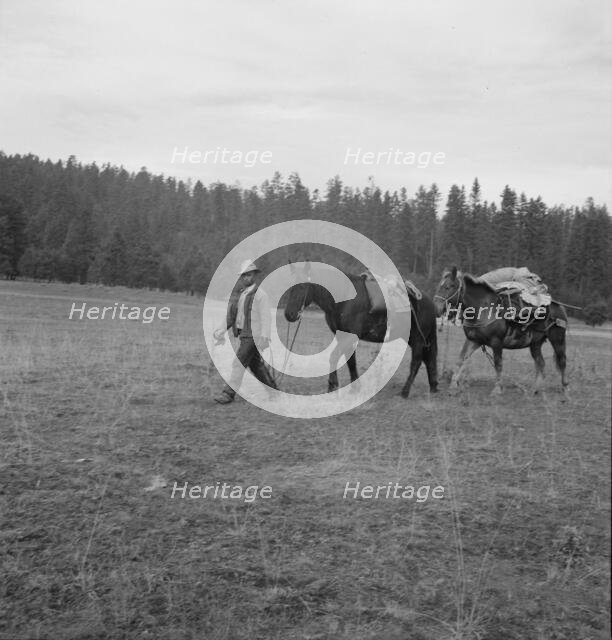 Basque sheep herder leading pack train down from summer camp, Bear Valley, Adams County, Idaho, 1939 Creator: Dorothea Lange.